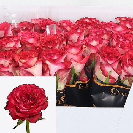 Rose Diabolo