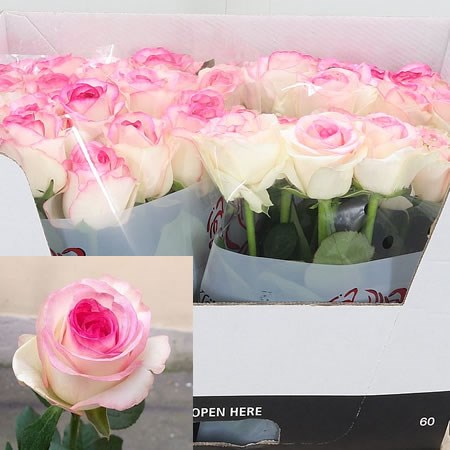 Rose Dolce Vita