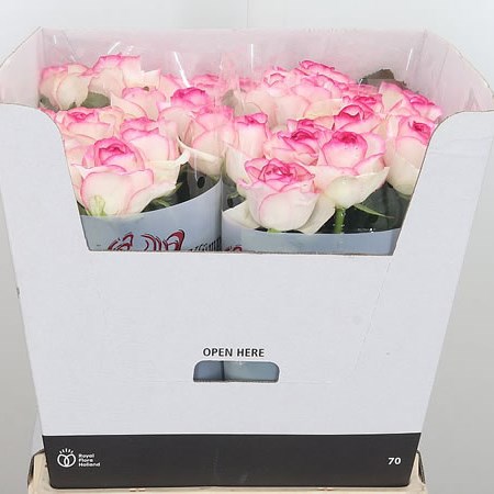 Rose Dolce Vita