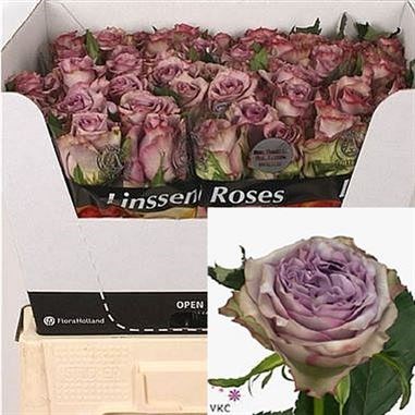 Rose Dolcetto