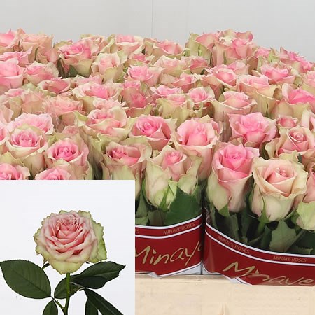 Rose Dreamland