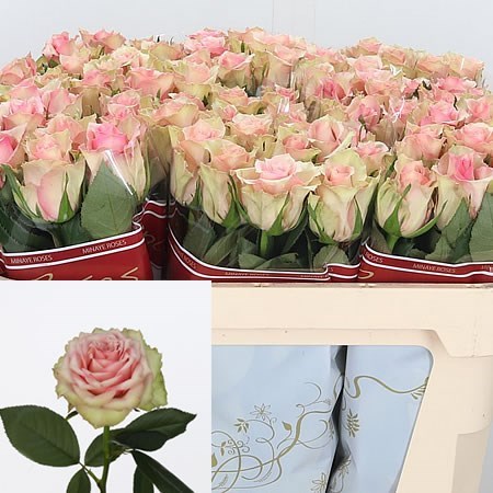 Rose Dreamland