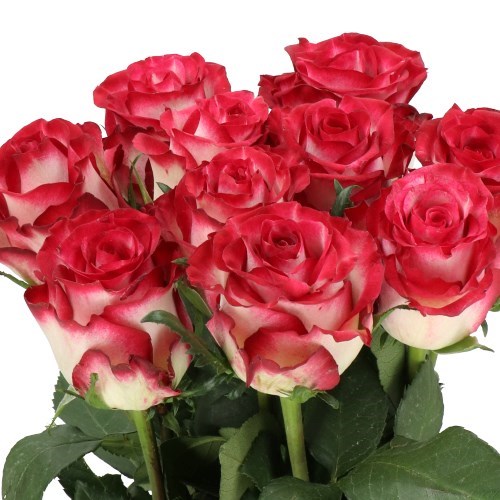 Rose Ducati