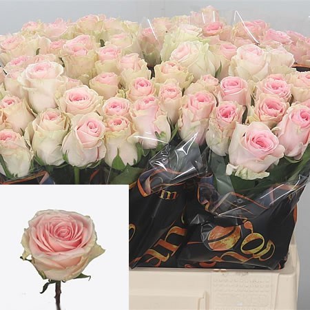 Rose duchesse