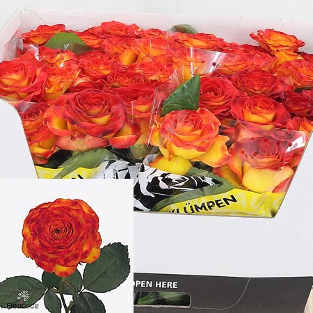 Rose Dutch Fire