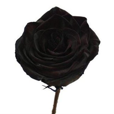 ROSE DYED BLACK