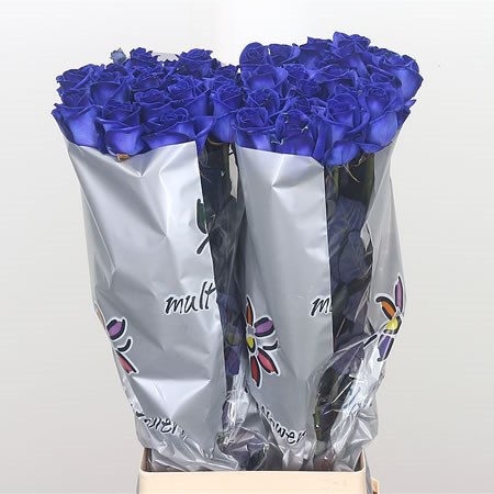Rose Dyed Blue