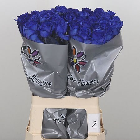 Rose Dyed Blue