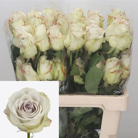 Rose Early Grey (Ecuador)