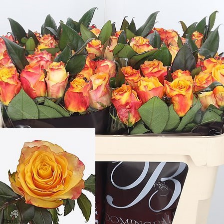 Rose Easy Fashion