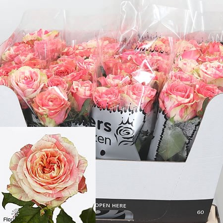 Rose Electra