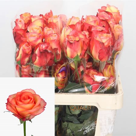 Rose Encanto (Ecuador)