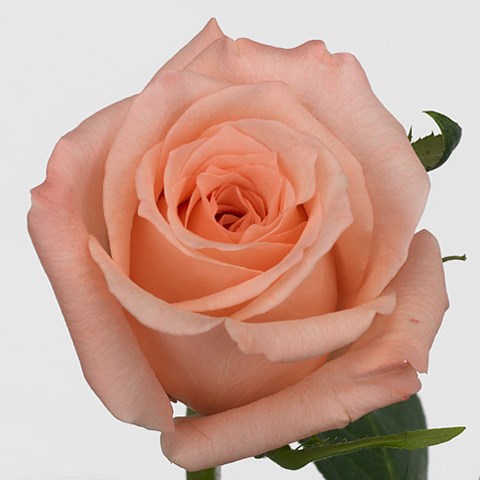 Rose Engagement