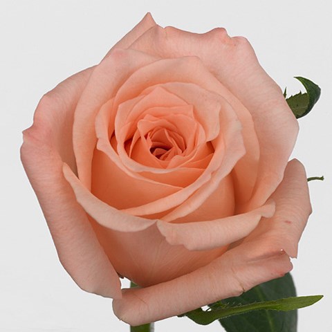 Rose Engagement (Small Headed)