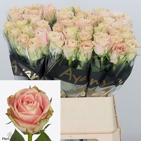 Rose Escalante