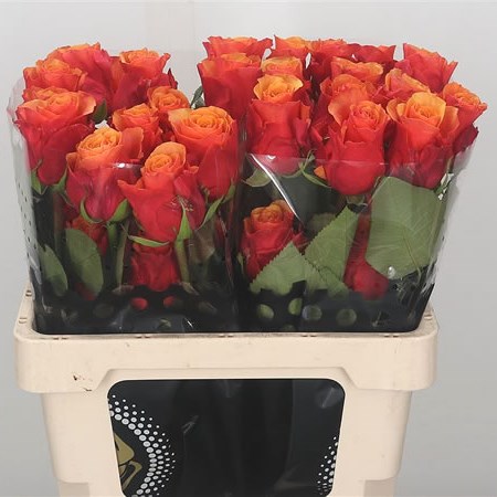 Rose Espana (Ecuador)