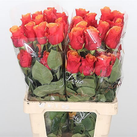 Rose Espana (Ecuador)