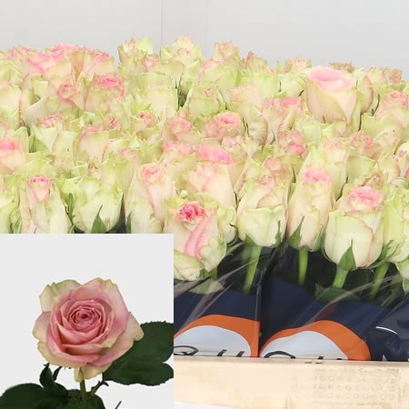 Rose Esperance
