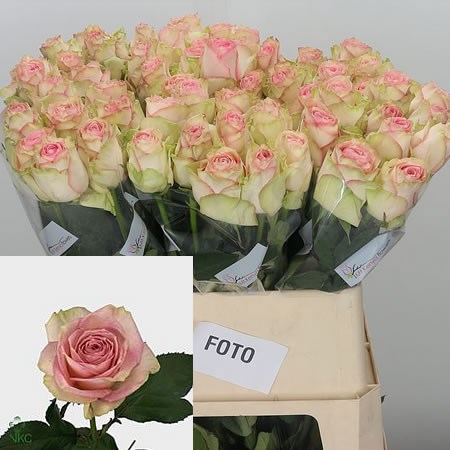 Rose Esperance