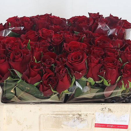 Rose Ever Red