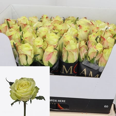 Rose Fairway