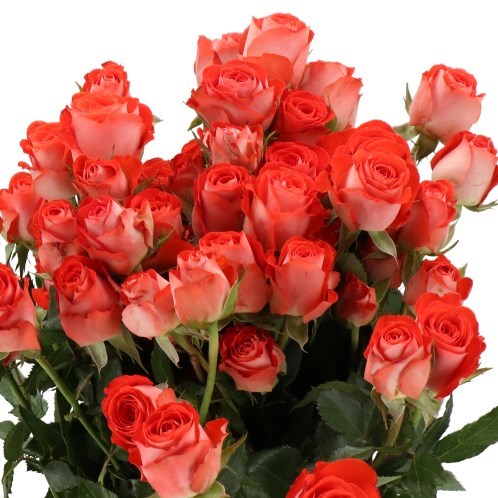Rose Feruza