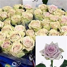 Rose fifth avenue