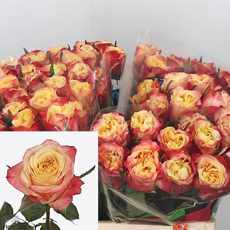 Rose Fire X-pression