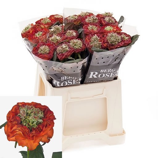 Rose Flash Eye