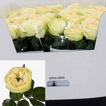 Rose Flipflop