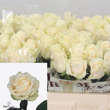 Rose Four Seasons
