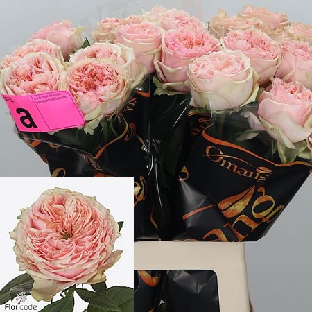 Rose Foxy Lady