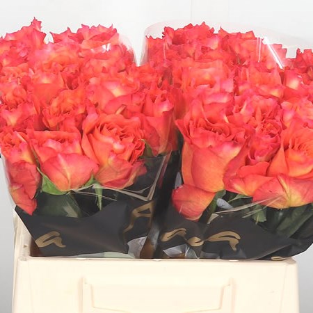 Rose Free Spirit (small)
