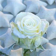 Rose Frostwax Avalanche R180