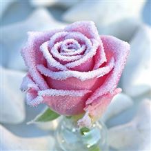 Rose Frostwax aqua R184