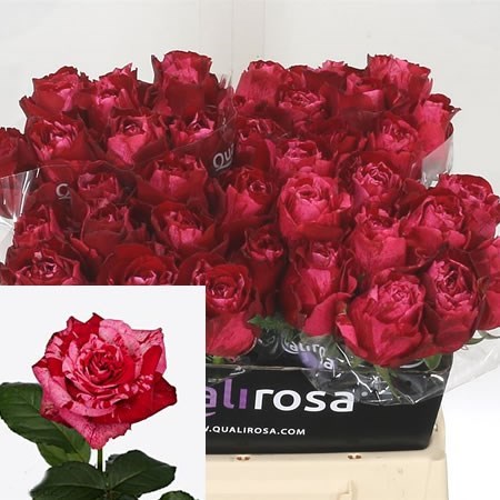 Rose Frou Frou