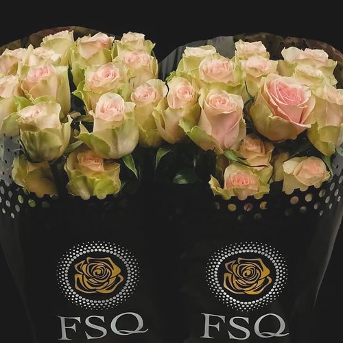 Rose Frutteto (Ecuador Large Heads)
