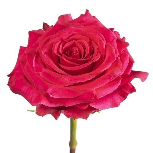 Rose Full Monty