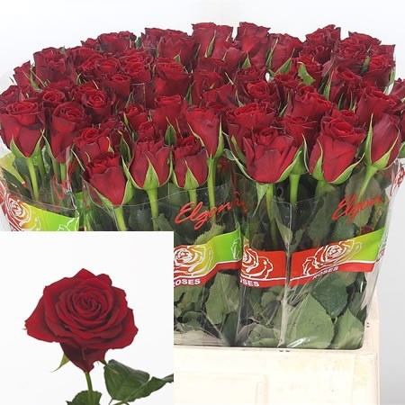 Rose Furiosa