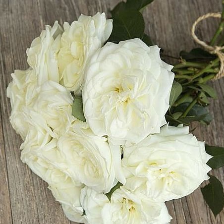 Rose Garden Alabaster