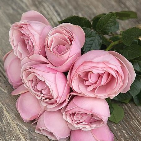 Rose Garden Aphrodite (scented)