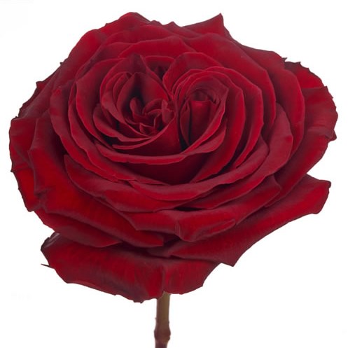 Rose Garden Black Pearl