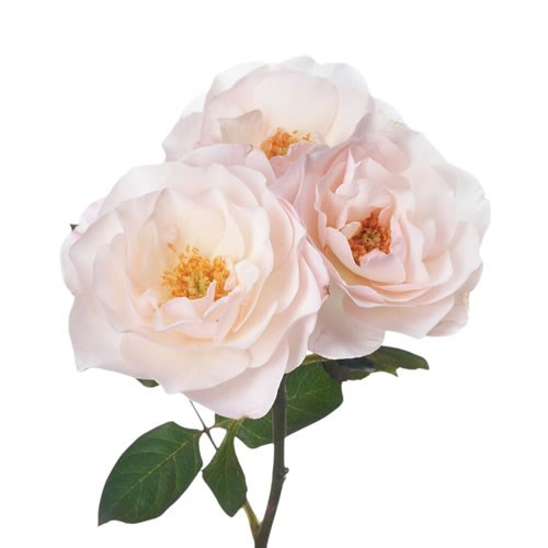 Rose Garden English Miss (Spray)