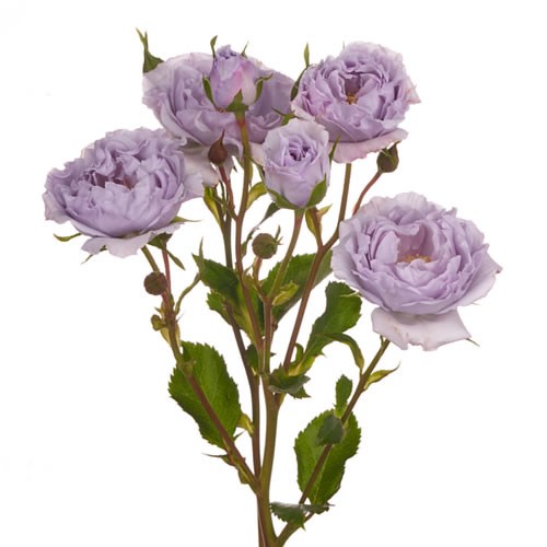Rose Garden Everlasting Lavender (Spray)