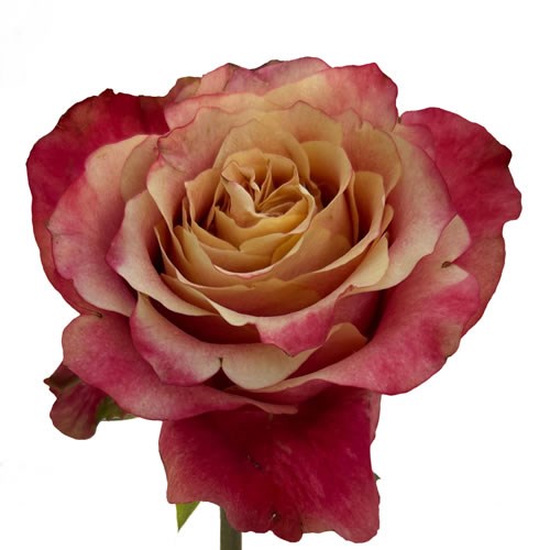 Rose Garden Eye Catcher