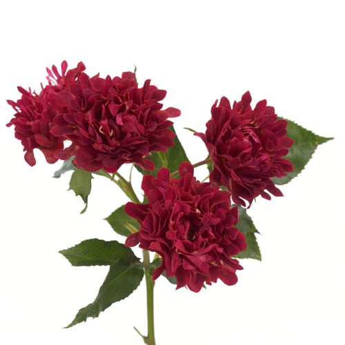 Rose Garden Famous (Spray)