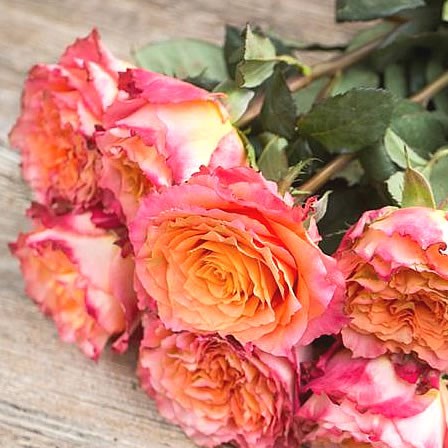 Rose Garden Free Spirit (scented)