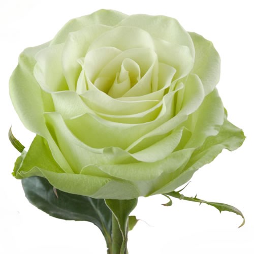 Rose Garden Green Romance