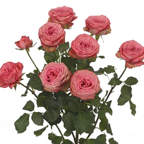Rose Garden Hawi (Spray)
