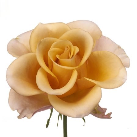 Rose Garden Honey Colorama
